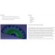Clutches and flywheels Exedy Racing Exedy Racing Flywheel, Single series | races-shop.com